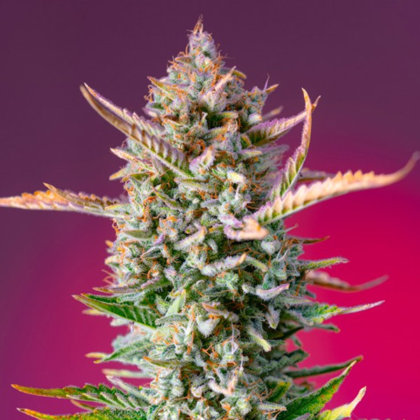 Gorilla-Sherbet-f1-Fast-Version-31-u-fem-Sweet-Seeds.jpg Gorilla Sherbet f1 Versione veloce u fem. Sweet Seeds - immagine 1
