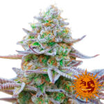 Gorilla Zkittlez 25 u, modello da donna Barney's