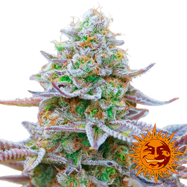 Gorilla-Zkittlez-25-u-fem-Barneys.jpg Gorilla Zkittlez 25 u, modello da donna Barney's - immagine 1