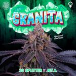 Granita 6 donne Perfect Tree