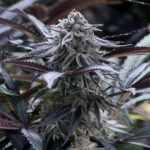 Grape Juice Silent Seeds