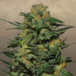 Green Crack 1 femmina Garden of Green Seeds