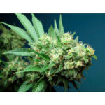 Green Crack 6 donne The Cali Connection