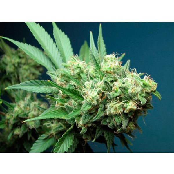 Green-Crack-6-u-fem-The-Cali-Connection.jpg Green Crack 6 donne The Cali Connection - immagine 1