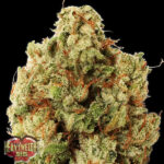 Green Ninja 3 donne Heavyweight Seeds