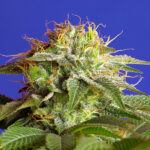 Green Poison fem. Sfuso per professionisti Sweet Seeds