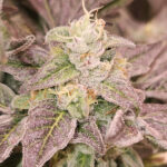 Guava Runtz 6 donne Karma Genetics