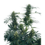 Guerrilla's Gusto 10 u reg. Sensi Seeds