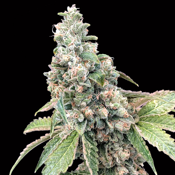 Harlequin-CBD-3-u-fem-00-Seeds.jpg Harlequin CBD 3 donne 00 Seeds - immagine 1