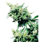 Hash Plant 10 u reg. Sensi Seeds