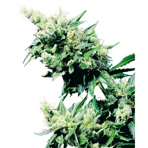 Hash-Plant-10-u-reg-Sensi-Seeds.jpg Hash Plant 10 u reg. Sensi Seeds - immagine 1