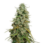 Hawaii Maui Waui fem. Nirvana