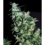 Haze Special 5 u reg. KC Brains