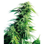 Hindu Kush 10 u reg. Sensi Seeds