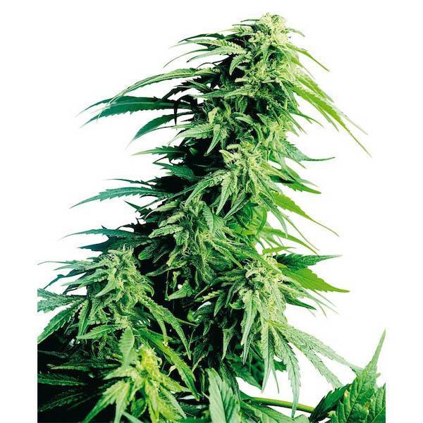 Hindu-Kush-10-u-reg-Sensi-Seeds.jpg Hindu Kush 10 u reg. Sensi Seeds - immagine 1