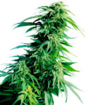 Hindu Kush fem. Sensi Seeds