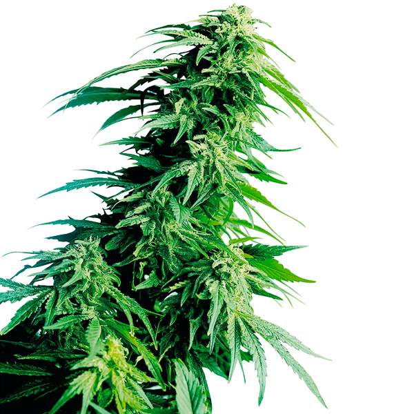 Hindu-Kush-3-u-fem-Sensi-Seeds.jpg Hindu Kush fem. Sensi Seeds - immagine 1