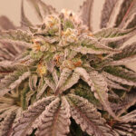 Hindu Runtz 6 femmine Karma Genetics