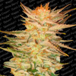 Ice Cream 10 femmine Paradise Seeds