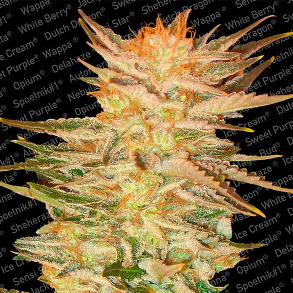 Ice-Cream-10-u-fem-Paradise-Seeds.jpg Ice Cream 10 femmine Paradise Seeds - immagine 1