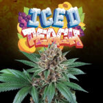 Iced Peach 6 donne Perfect Tree