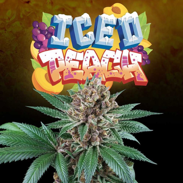 Iced-Peach-6-u-fem-Perfect-Tree.jpg Iced Peach 6 donne Perfect Tree - immagine 1
