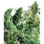 Indoor Mix 25 u registrate Sensi Seeds