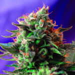 Jack fem. Sweet Seeds