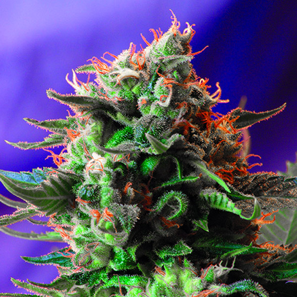 Jack-47-31-u-fem-Sweet-Seeds.jpg Jack fem. Sweet Seeds - immagine 1