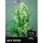 Jack Diesel 3 donne Positronics Seeds
