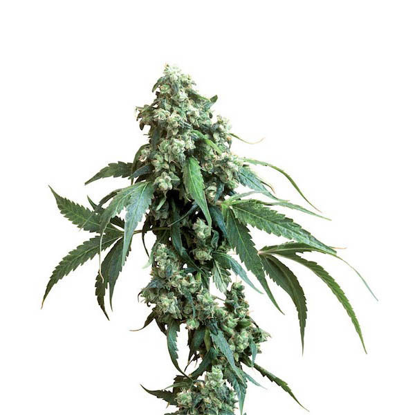 Jack-Flash-10-u-reg-Sensi-Seeds.jpg Jack Flash 10 u reg. Sensi Seeds - immagine 1