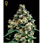 Jack Herer fem. Green House