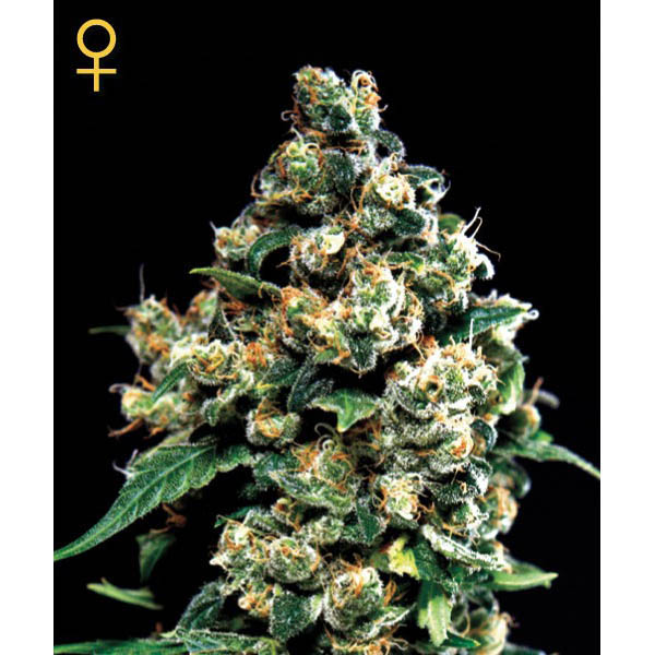 Jack-Herer-10-u-fem-Green-House.jpg Jack Herer fem. Green House - immagine 1