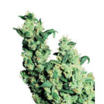 Jack Herer 10 u reg. Sensi Seeds