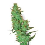 Jack Herer 10 u reg. White Label