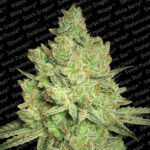 Jacky White fem. Paradise Seeds