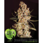 Jamaican Dream 3+1 u fem. Eva Seeds