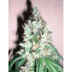 Jamaican OG 6 femmine The Cali Connection