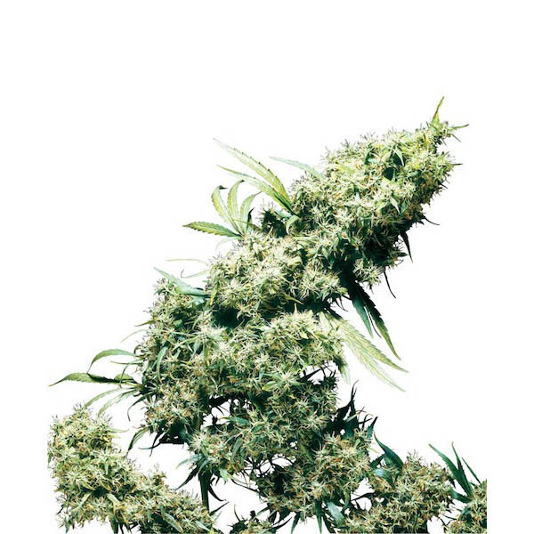Jamaican-Pearl-10-u-reg-Sensi-Seeds.jpg Jamaican Pearl 10 u reg. Sensi Seeds - immagine 1