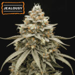 Jealousy fem. 15 u Seedstockers