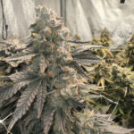 Johnny 4 Scoops fem Elev8 Seeds