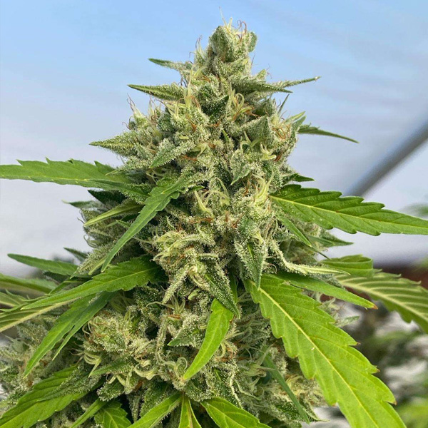 Judge-dread-6-u-fem-Karma-Genetics.jpg Judge dread 6 donne Karma Genetics - immagine 1