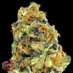 K.O.Kush 3 donne Heavyweight Seeds
