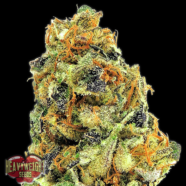 KOKush-3-u-fem-Heavyweight-Seeds.jpg K.O.Kush 3 donne Heavyweight Seeds - immagine 1