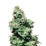 Kali Haze 10 u reg. White Label
