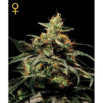 Kings Kush fem. Green House