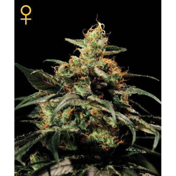 Kings-Kush-10-u-fem-Green-House.jpg Kings Kush fem. Green House - immagine 1