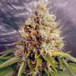 Kush Mass femminile Garden of Green Seeds