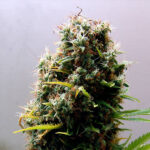 Kushadelic 10 femmine Soma Seeds