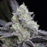 L.A. Vanilla Cake Silent Seeds